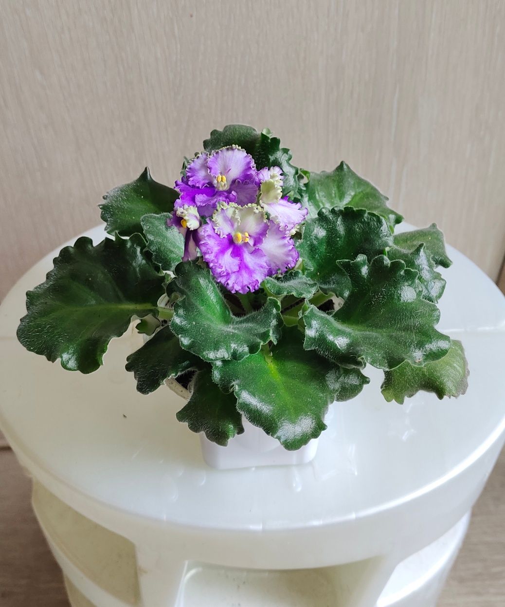 Продам сортовые фиалочки
