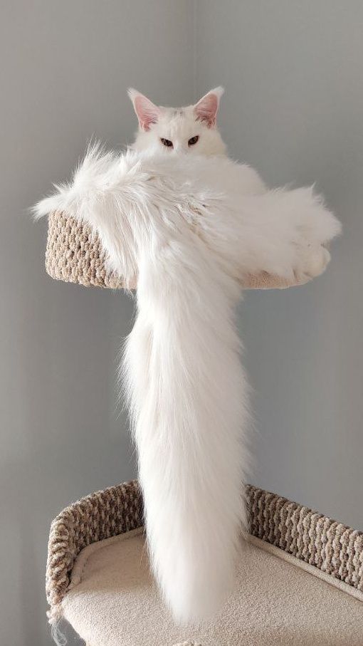 НЕЖНЫЕ- БЕЛЫЕ котята Мейн Кунов