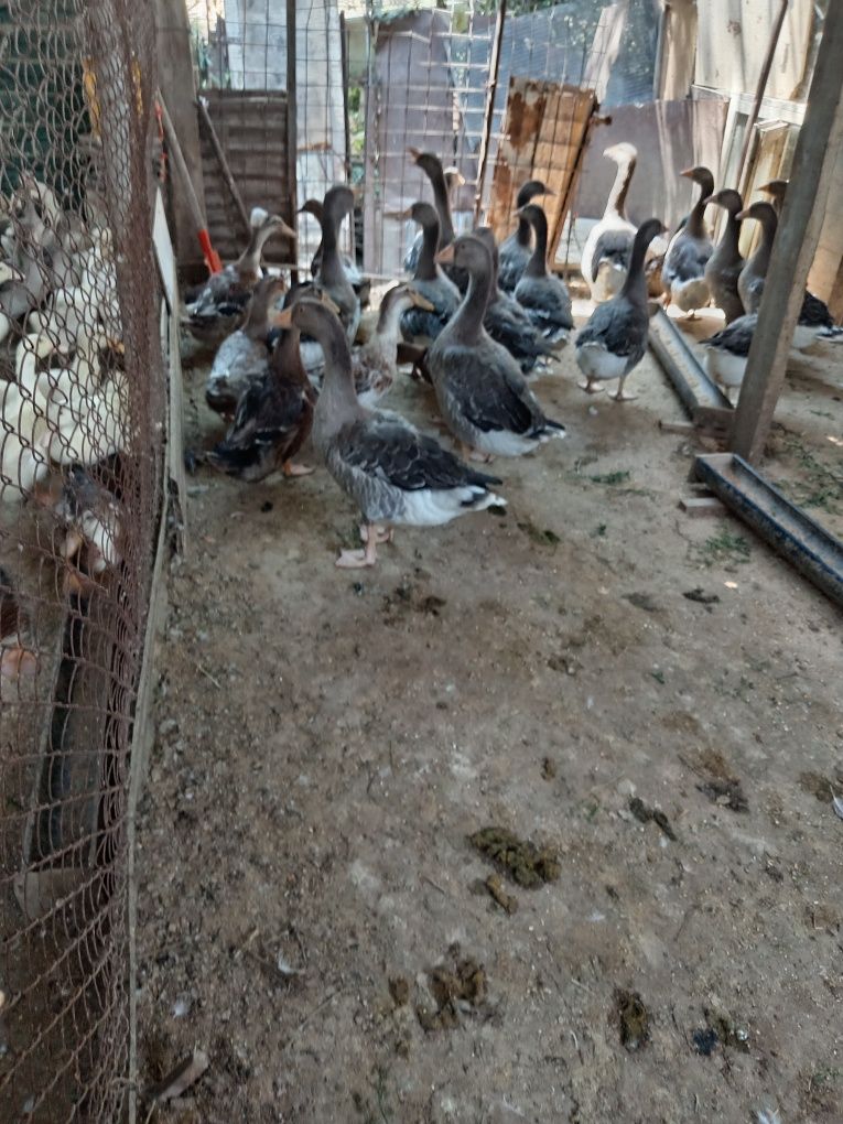Продам гусей крупное серые