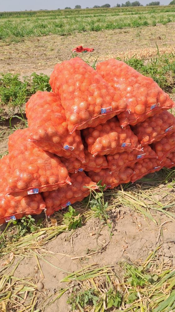 Лук, пияз кенди оптом