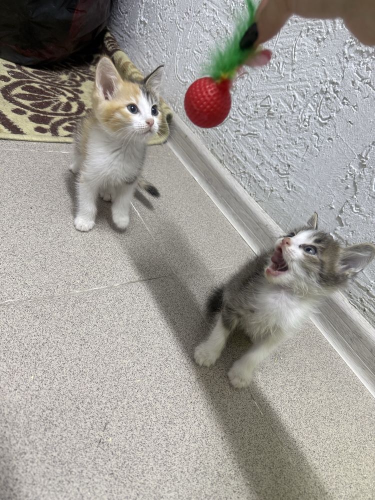 Котята, 2,5 месяца