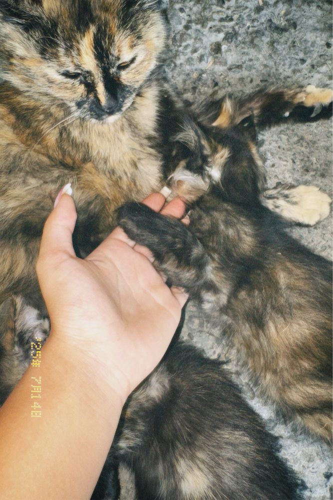 Отдам котят бесплатно в хорошие руки