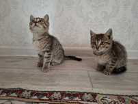 Отдам бесплатно котят!
