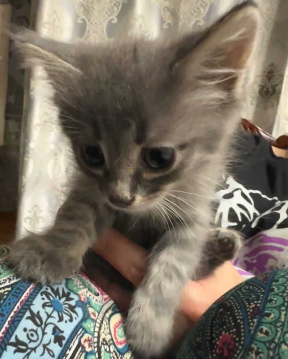 Милые котята даром