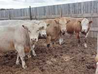 Продам Бычков с откорма 35 голов. Вес 400+