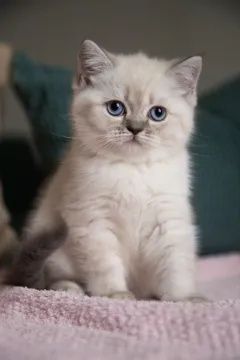 Котята Шотландцы Британцы Скоттиш Страйт Фолд Шиншиллы Блю Поинт