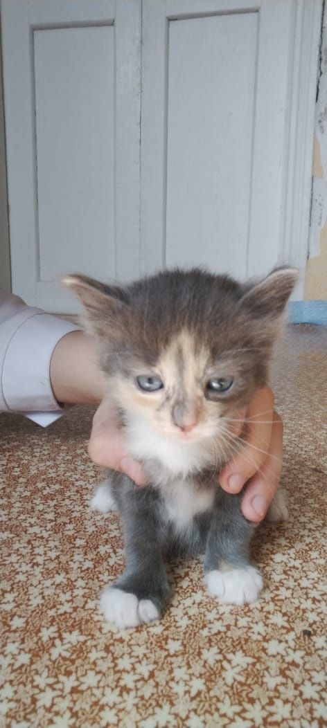 Отдам котят в хорошие руки