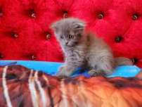 Котёнок шотландский вислоухий