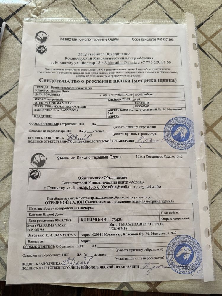 Восточно-европейская овчарка