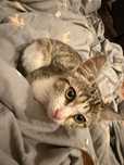 отдам даром котенка нашли во дворе!