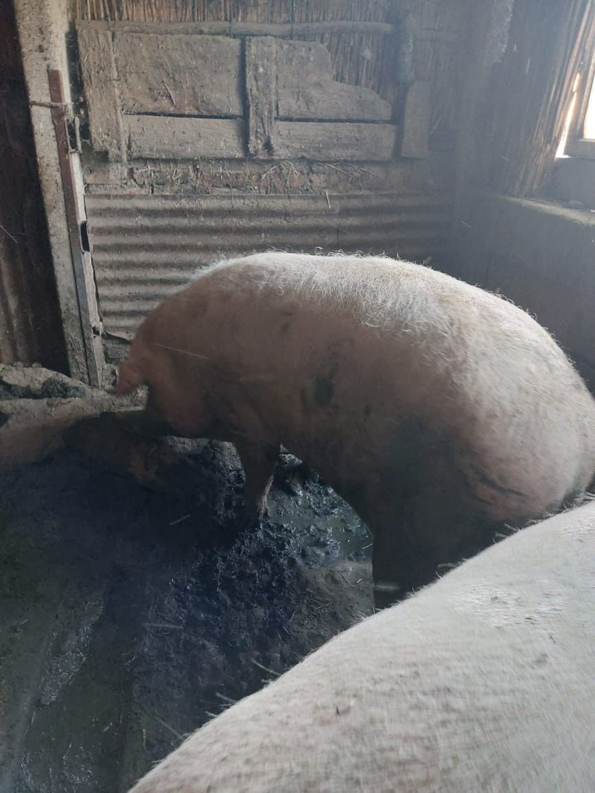 Продам кабана рабочий в жаркенте