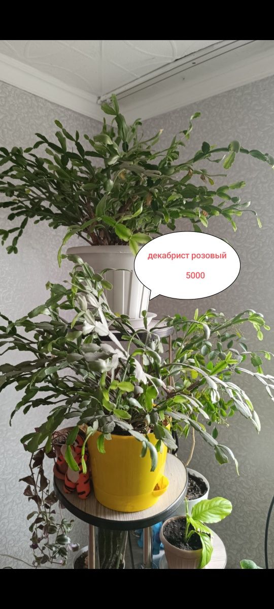 Продам недорого цветы