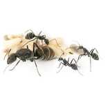 Camponotus parius