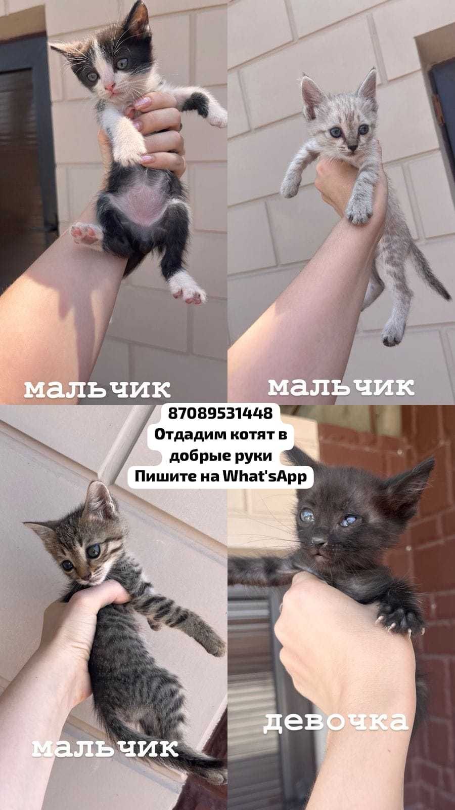 Отдадим котят в добрые руки. Тараз