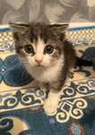 Вислоух котенок девочка. На писок ходит