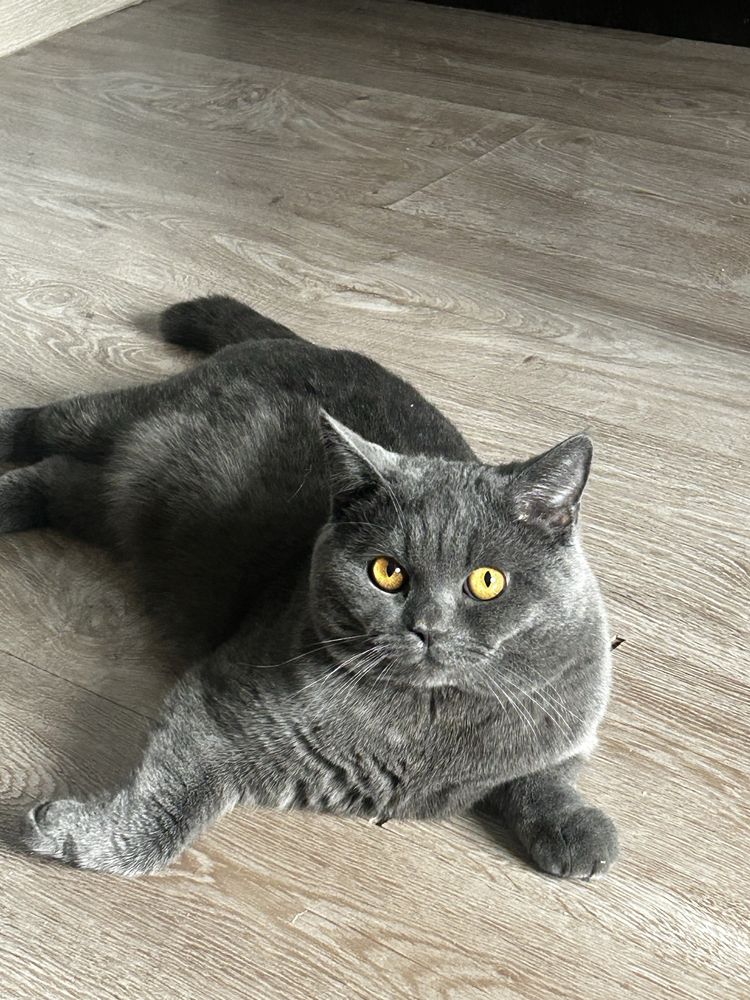 Кот породистый. Умный. Ласковый