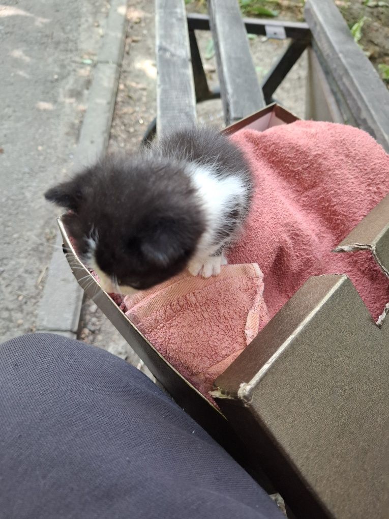Отдам котёнка в добрые руки