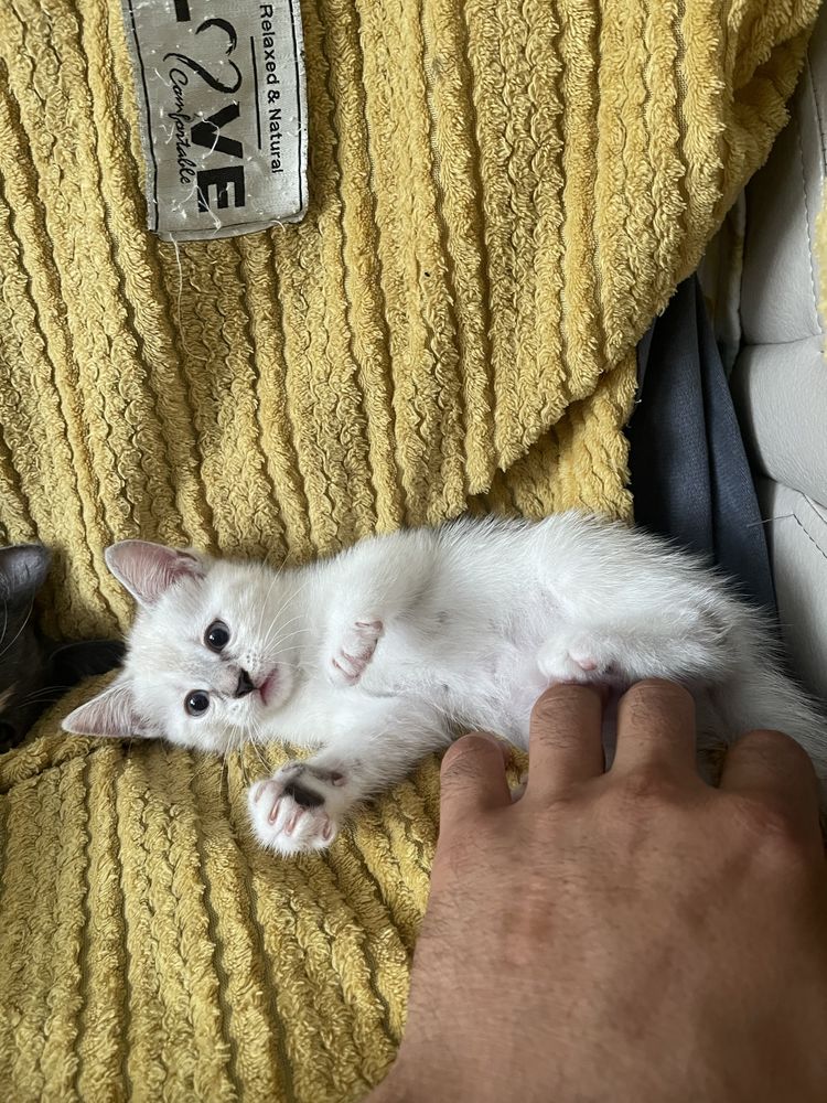 Кошечка ,белого цвета,отдам в добрые заботливые руки!