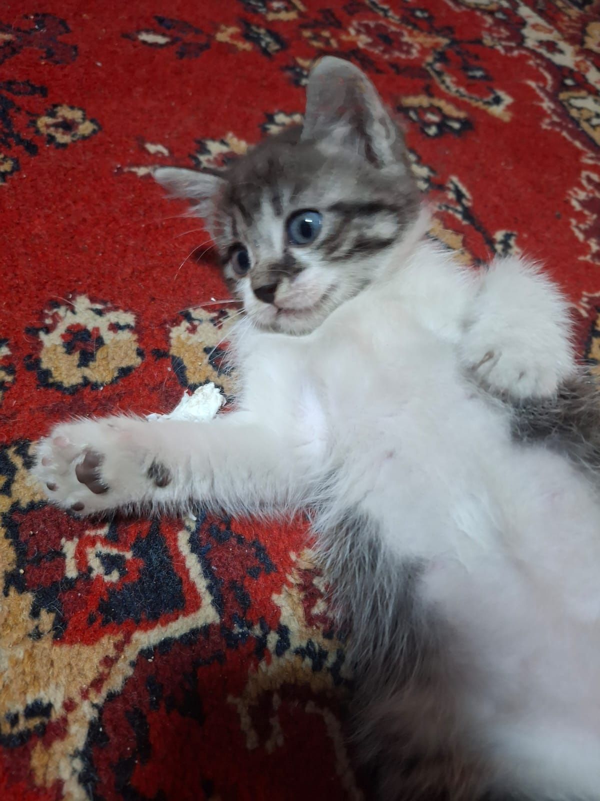 Котята в хорошие ручки!
