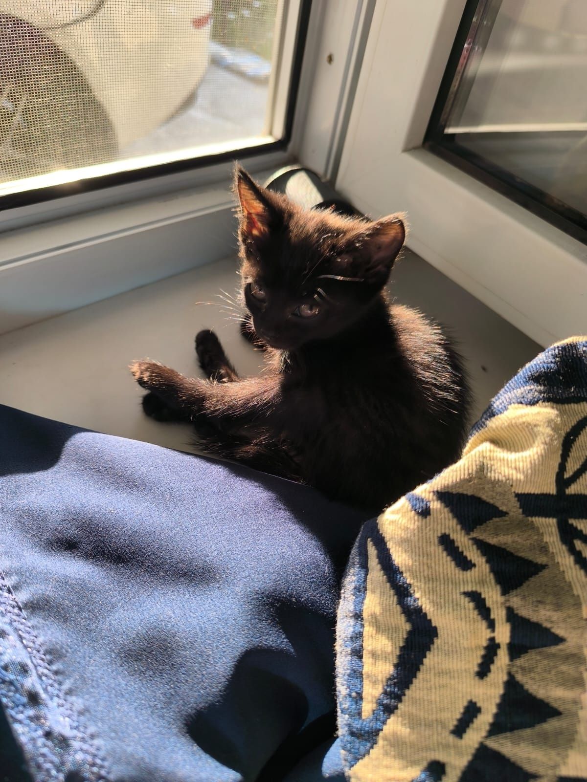 Котенок в хорошие руки