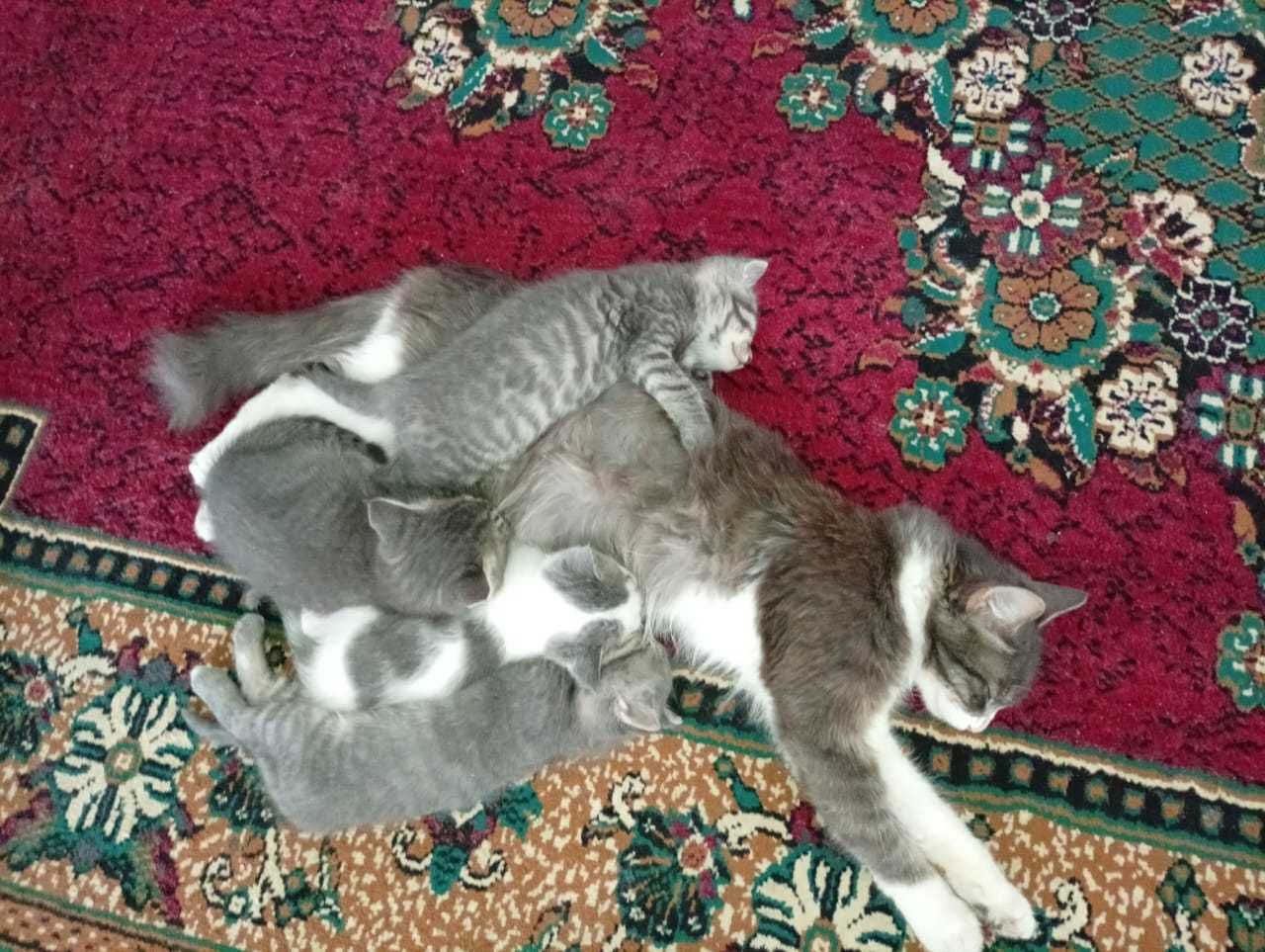Отдам котят даром