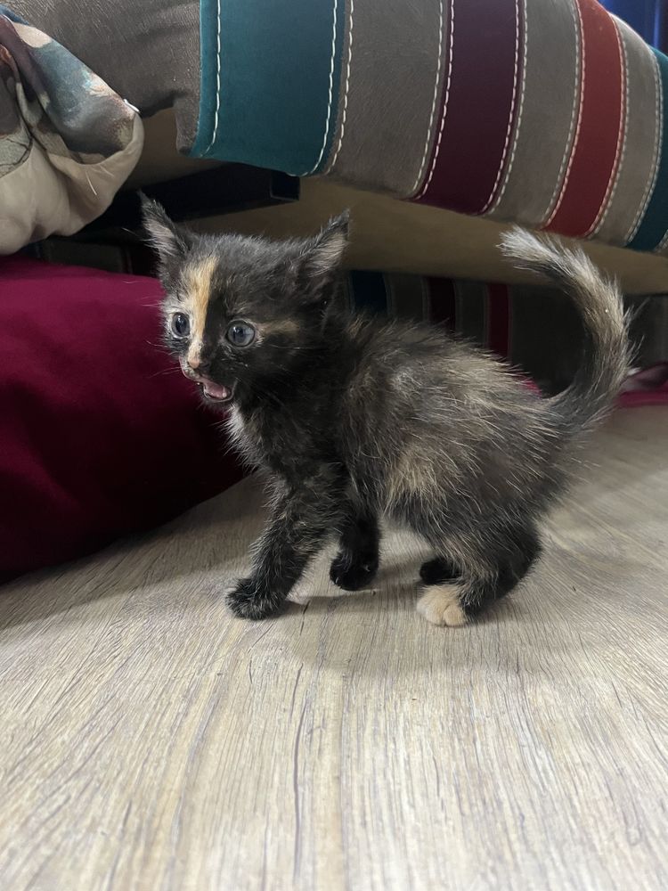 котята ищут дом!