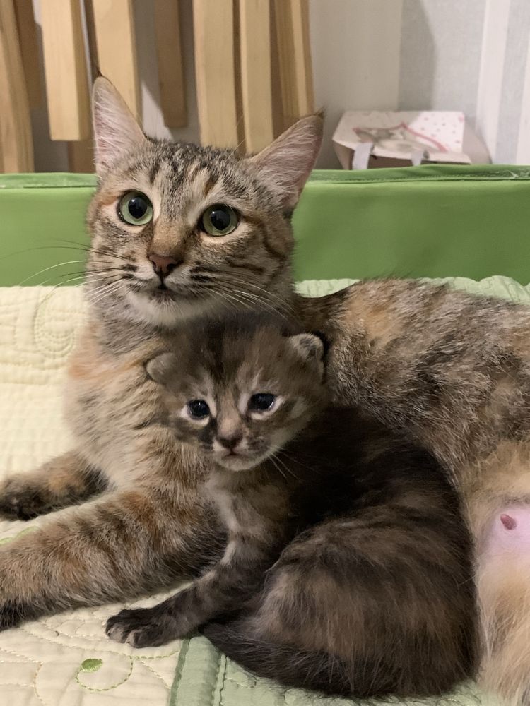 Котенок девочка бесплатно
