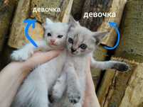 отдадим котят в добрые руки!!!