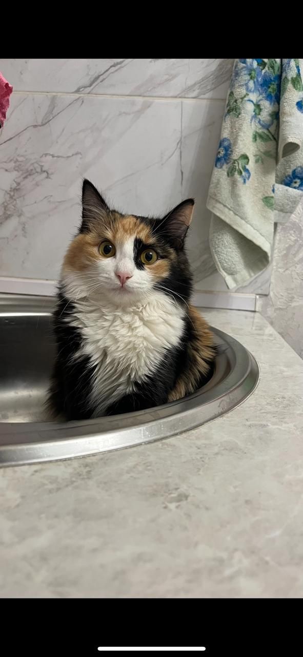 Кошка котята в добрые руки