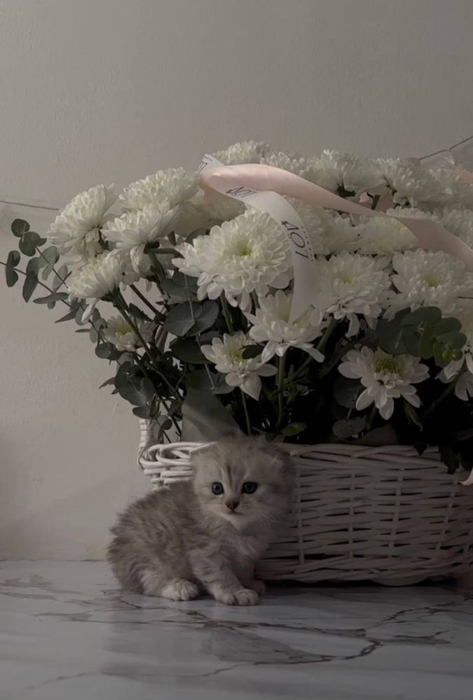 Котята. Шотландский котёнок