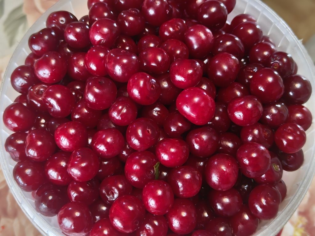 Вишня, спелая, свежая