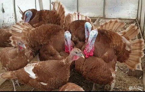 Инкубационное яйцо чистые линии пишите Вацап