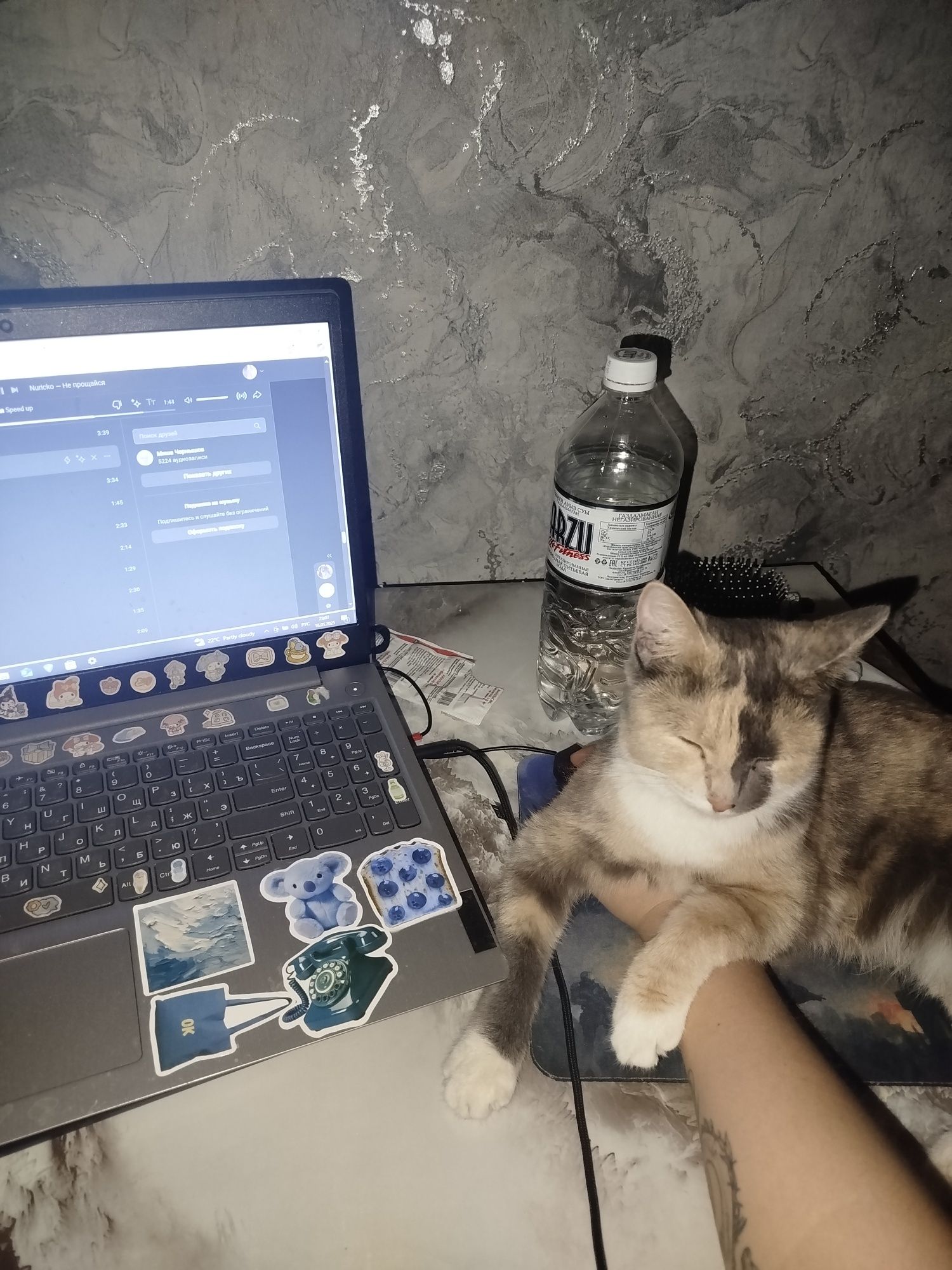 кошку в добрые руки