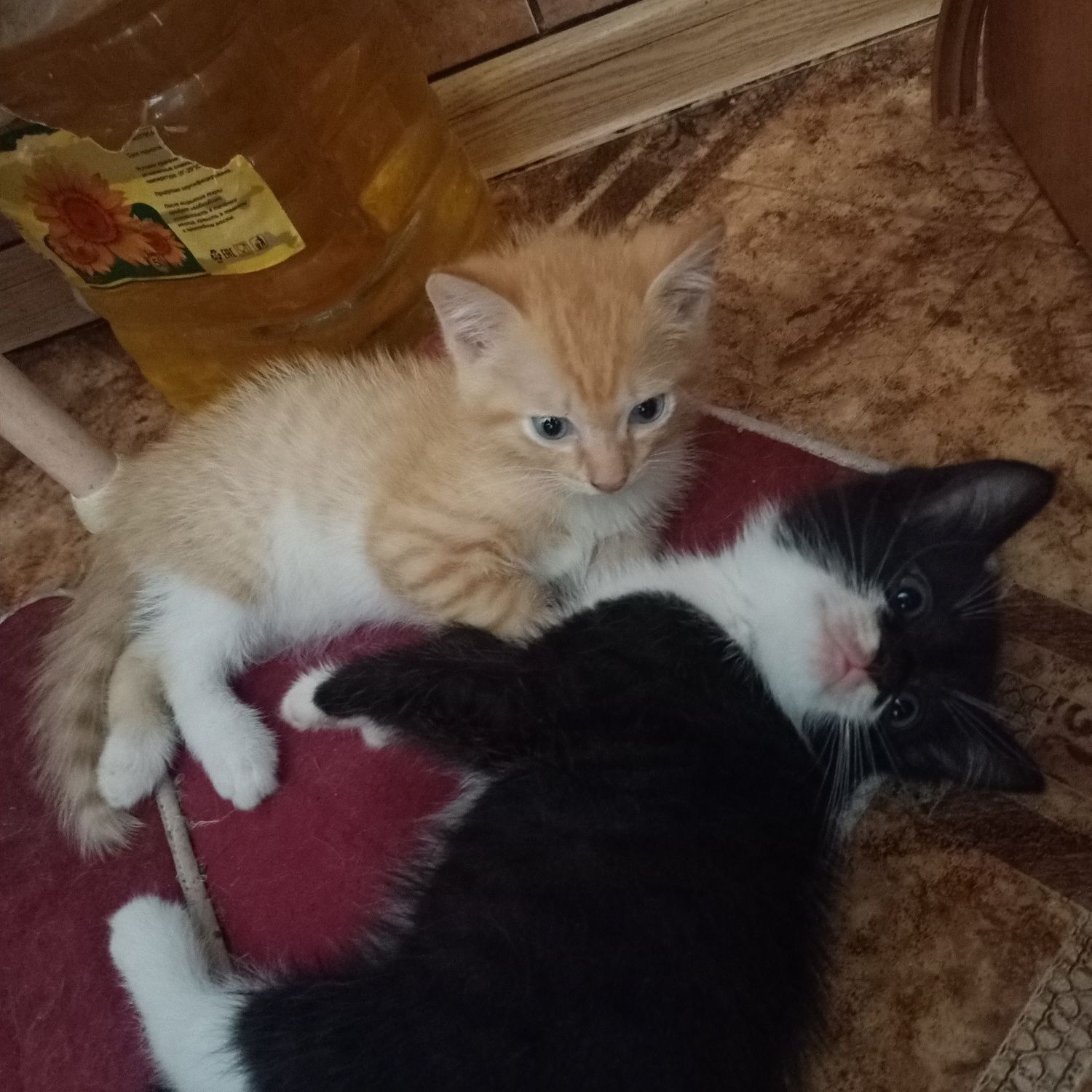 Отдам котят в добрые руки