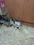 Продаются шотландские котята