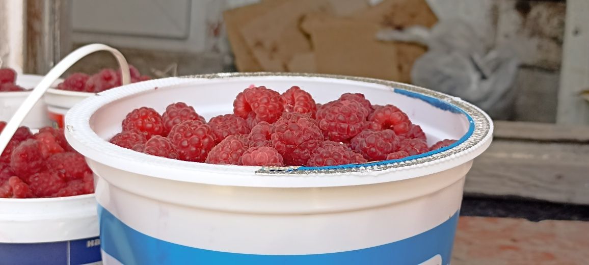 Продам Малину Талгарского происхождения