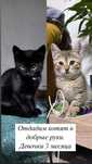 Отдам бесплатно котят 1,5 месяцев
