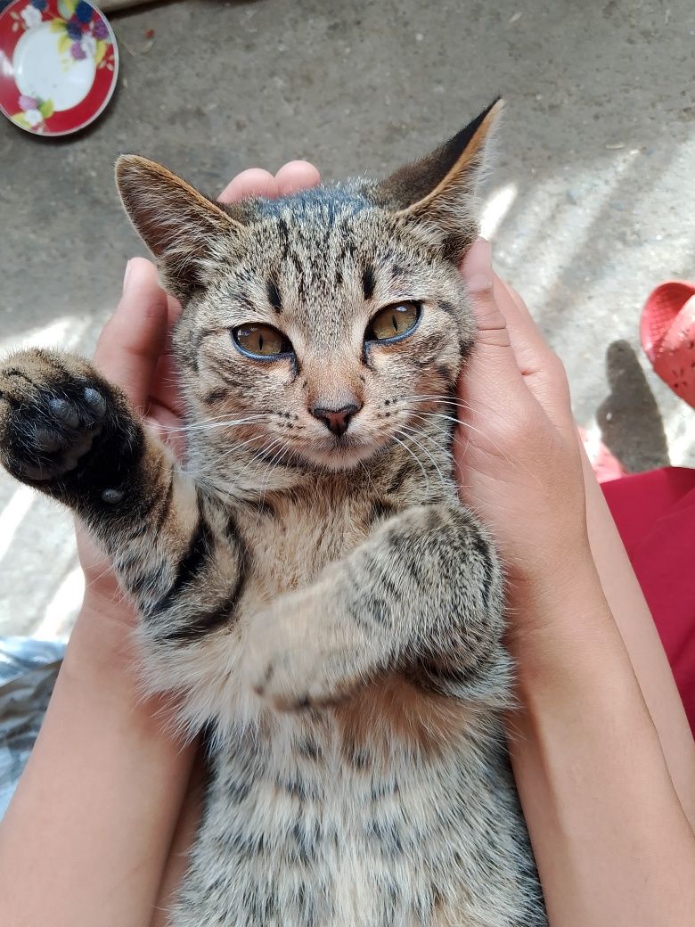 Котята 4 месяца, родились 28 февраля