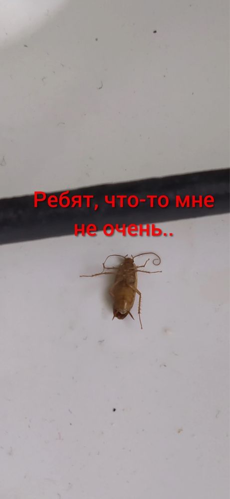 дезинфекция дезинсекция тараканы клопы муравьи гарантия