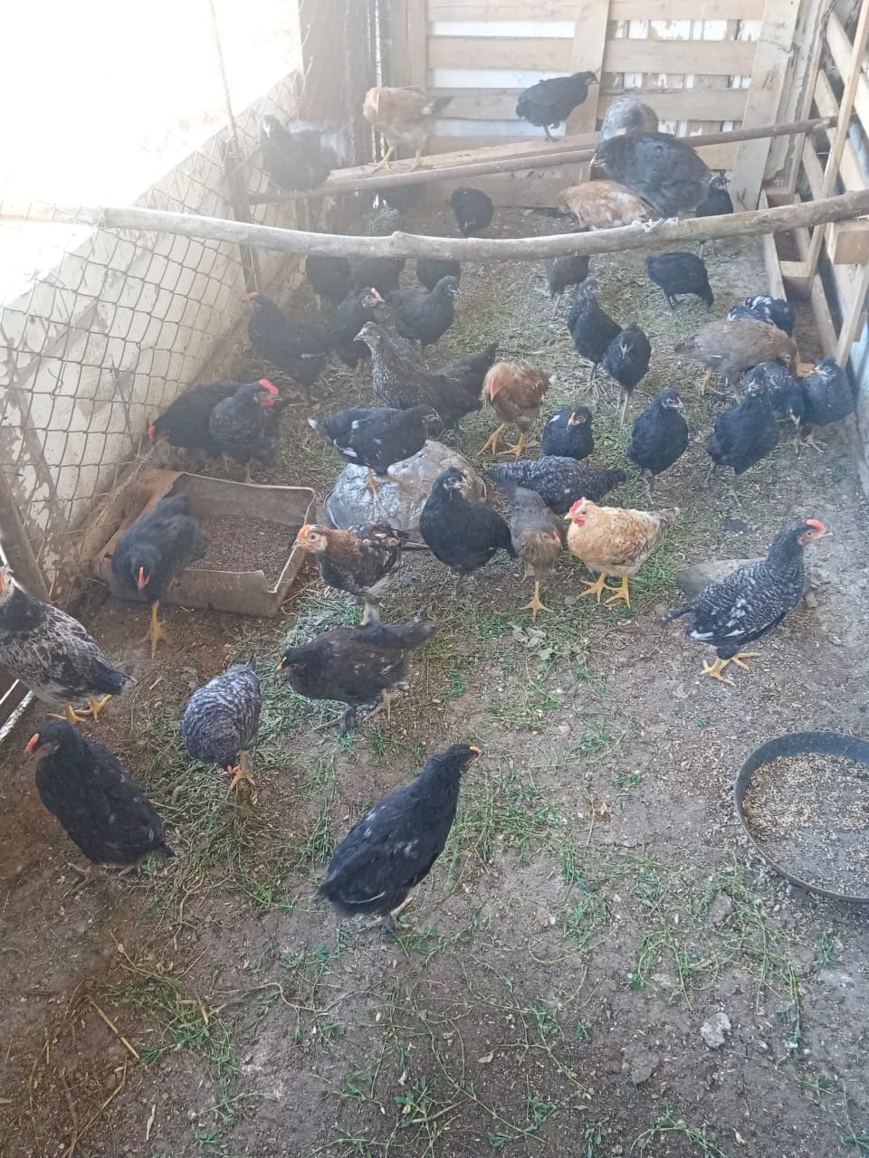 Продам домашних несушек