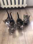 Отдам котят в добрые руки