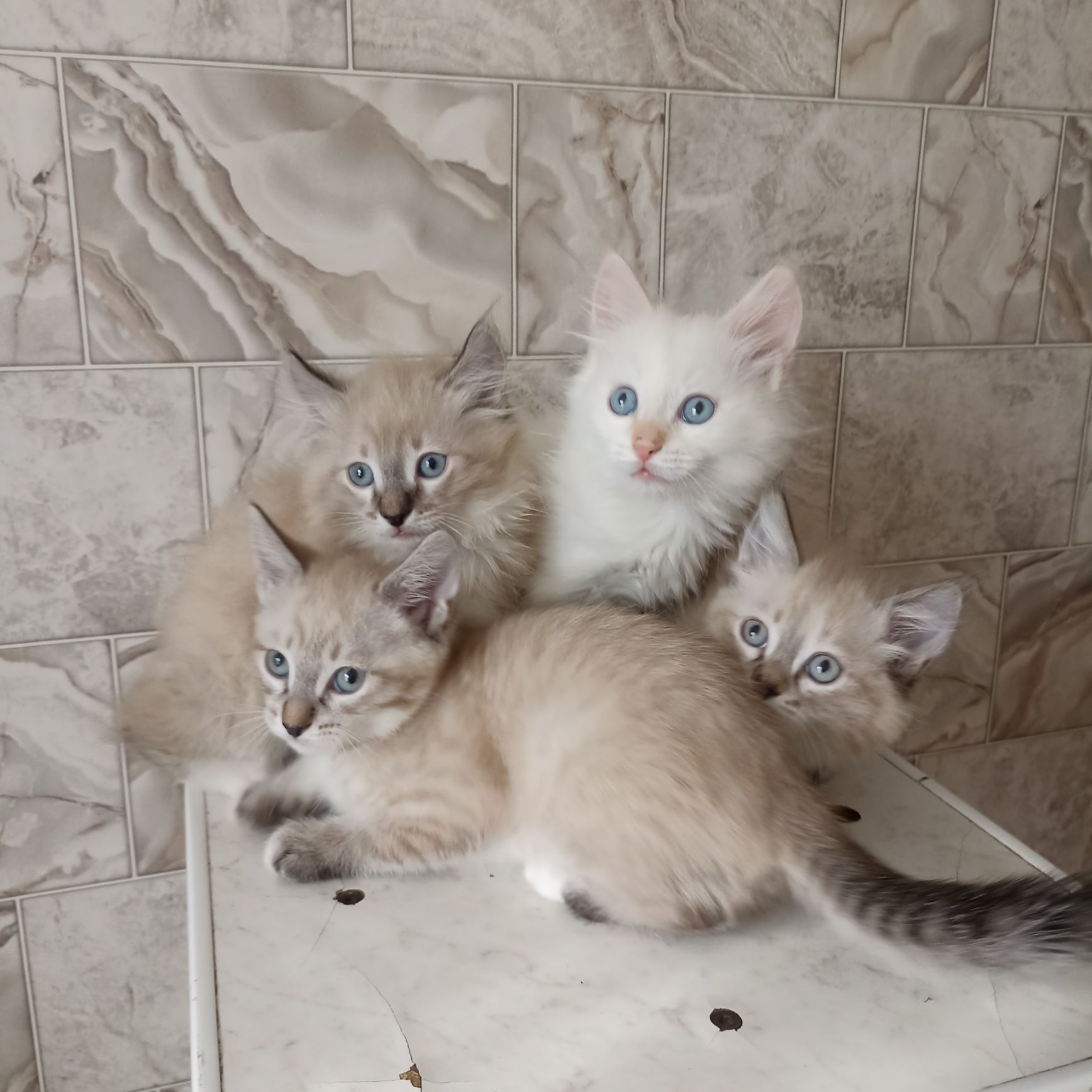 Котята                    .