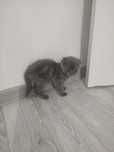 Котята вислоухие