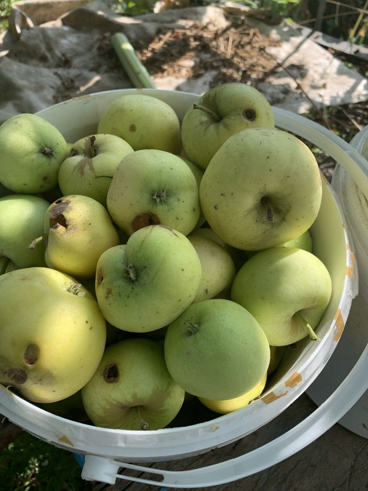 Продам упавшие с дерева яблоки самовывозом с дачи