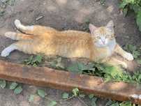 Отдам рыжую кошечку