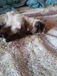 Котёнок сиамский