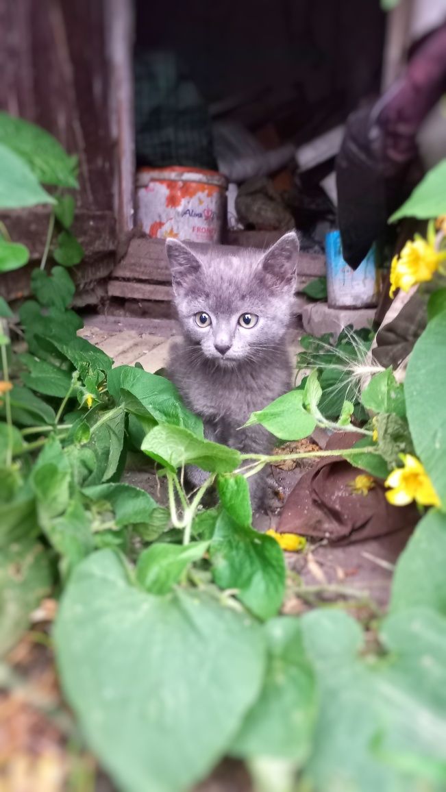 Дарим котёнка в добрые руки