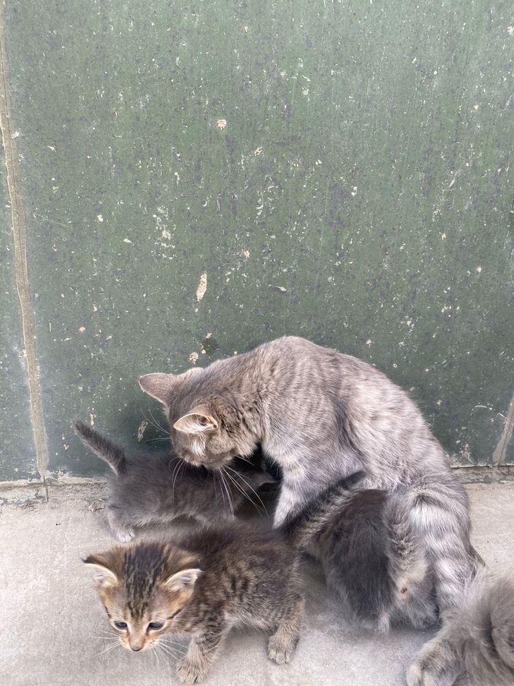 Продаем котята на хорошие руки