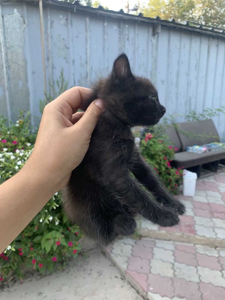 Отдам котят.