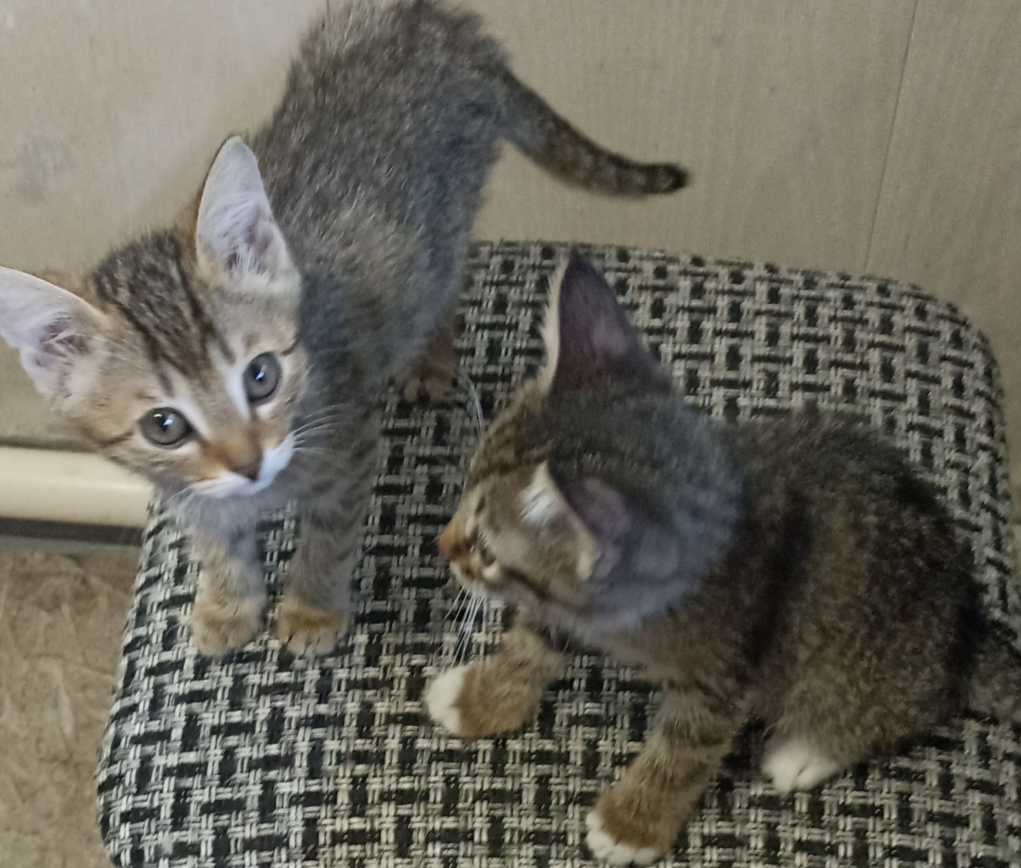 Котятки -котятушки-мальчики и девочки!!